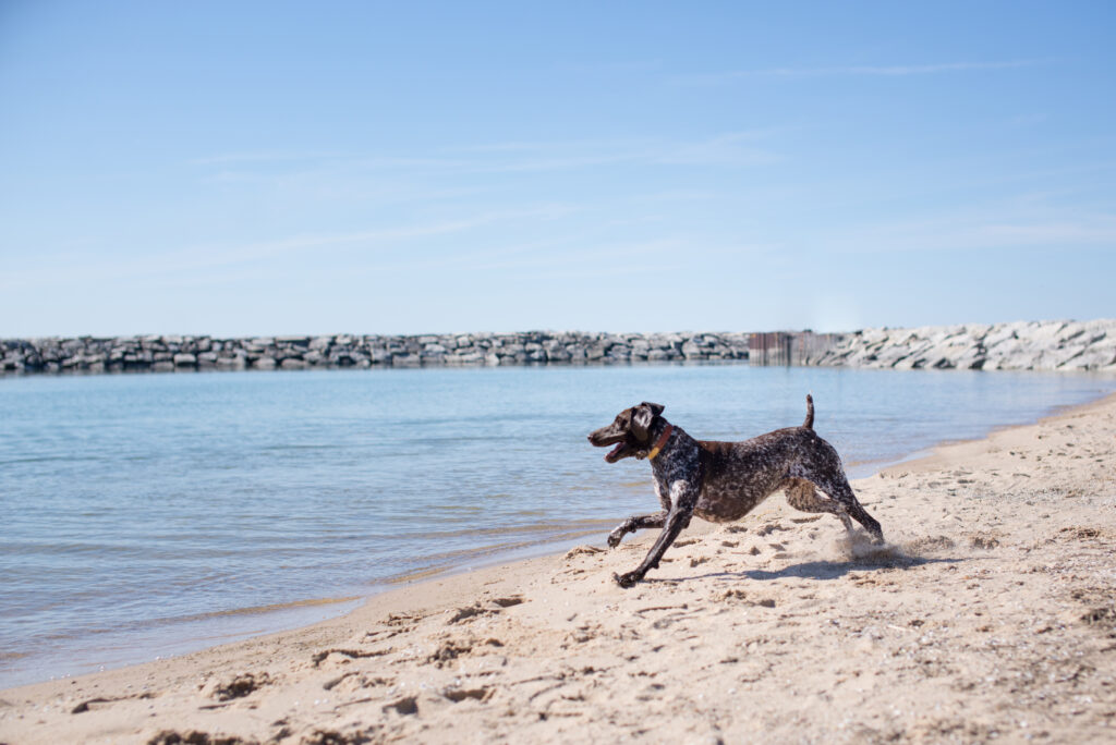 dog running on beach in fishtown leeland michigan