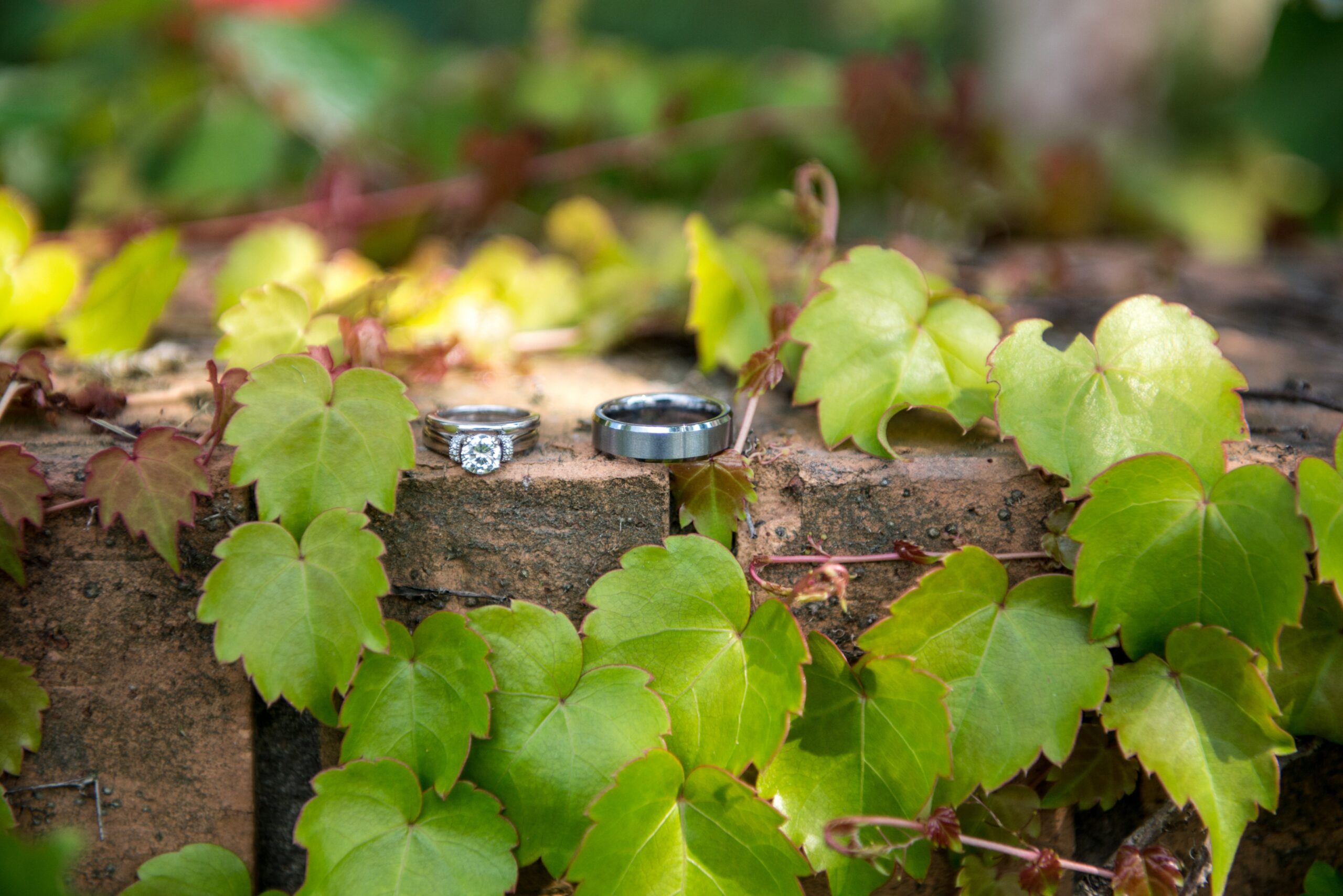 rings sitting on ivy at northern michigan wedding
