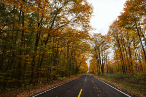 fine art image of trees by lina lavonne photography a traverse city photographer
