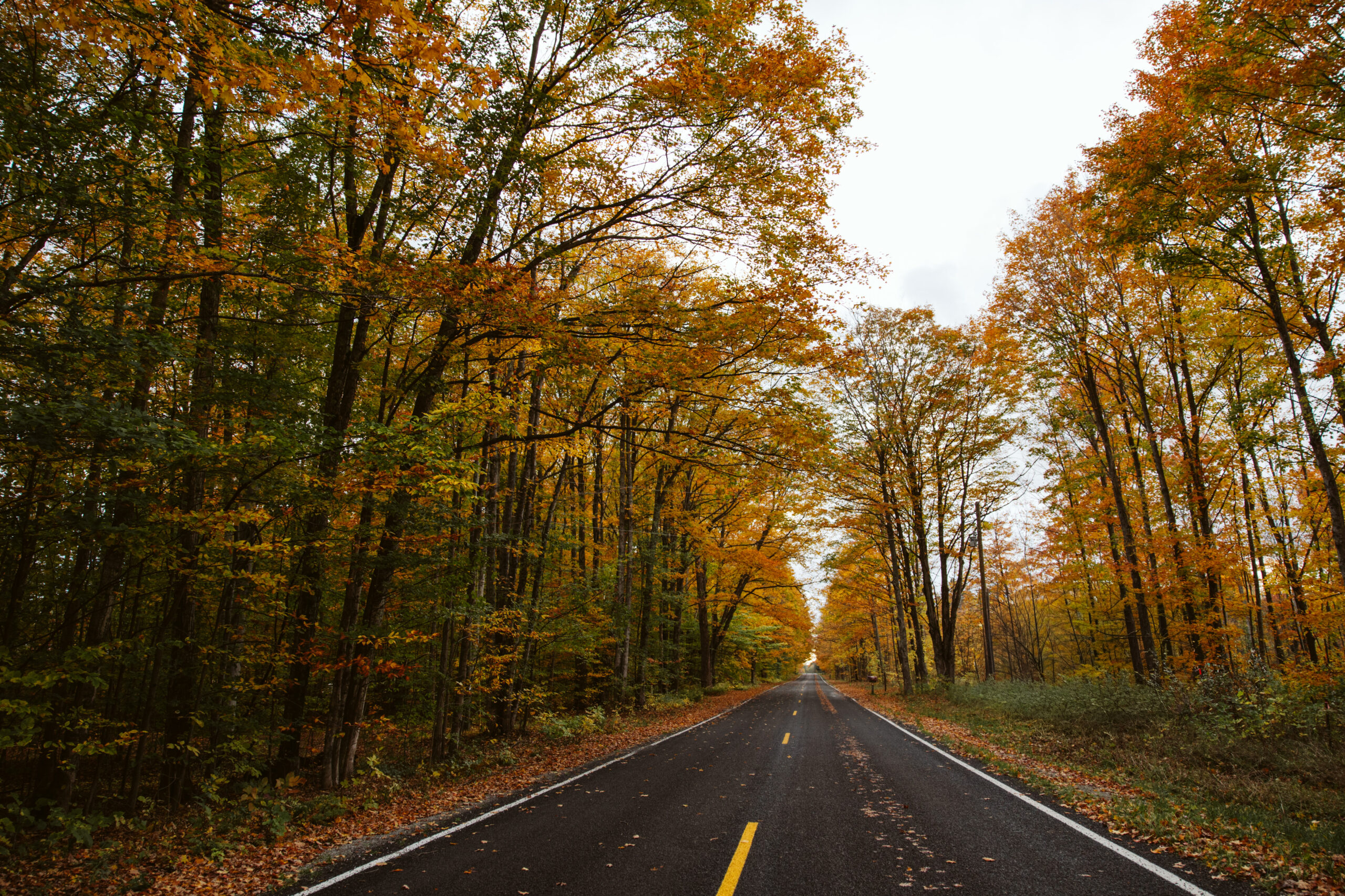 fine art image of trees by lina lavonne photography a traverse city photographer