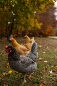 fine art image of chickens by lina lavonne photography a traverse city photographer