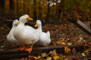fine art image of ducks by lina lavonne photography a traverse city photographer