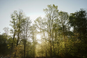 fine art image of trees by lina lavonne photography a traverse city photographer