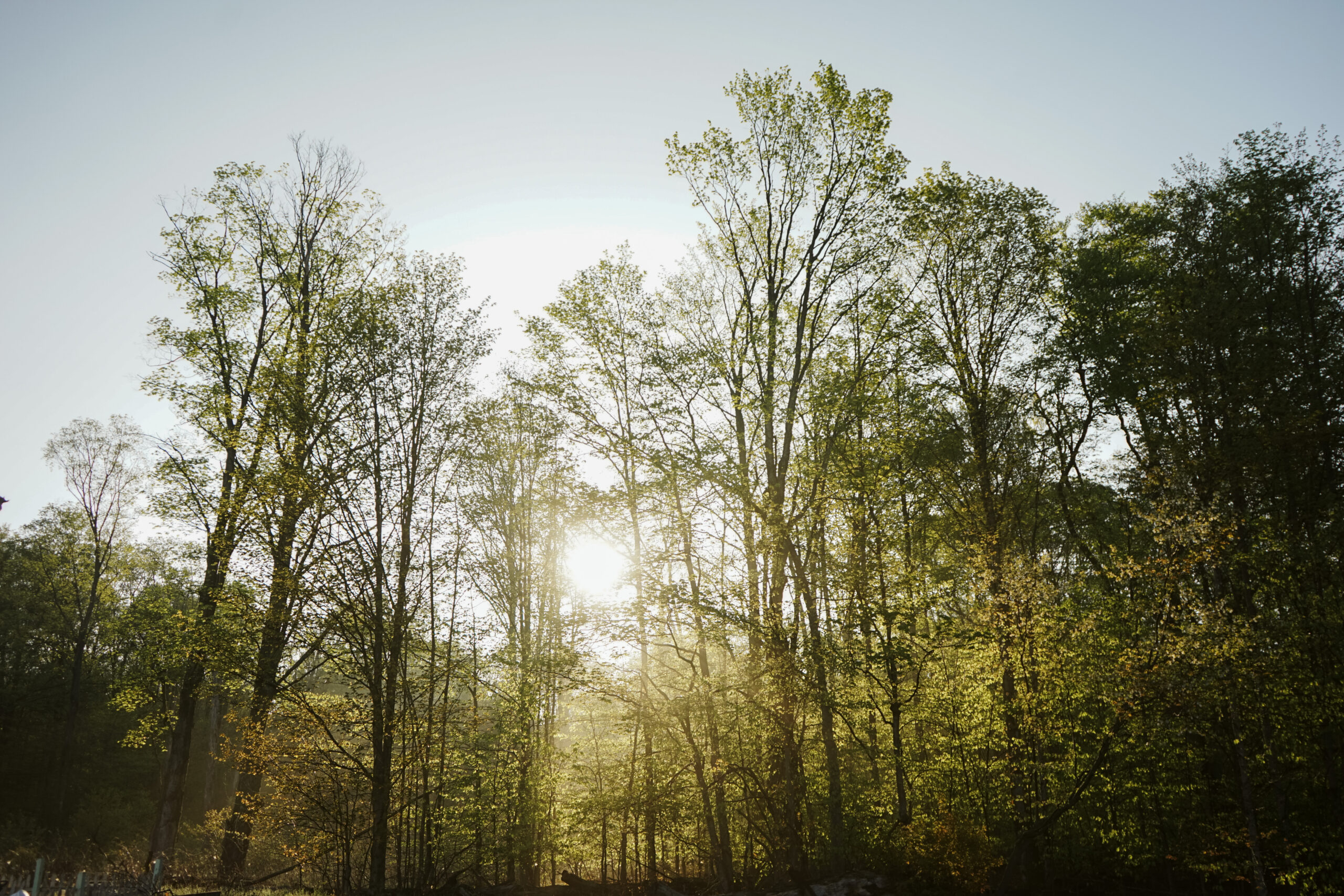 fine art image of trees by lina lavonne photography a traverse city photographer