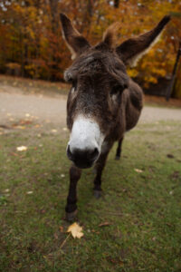 fine art image of donkey by lina lavonne photography a traverse city photographer