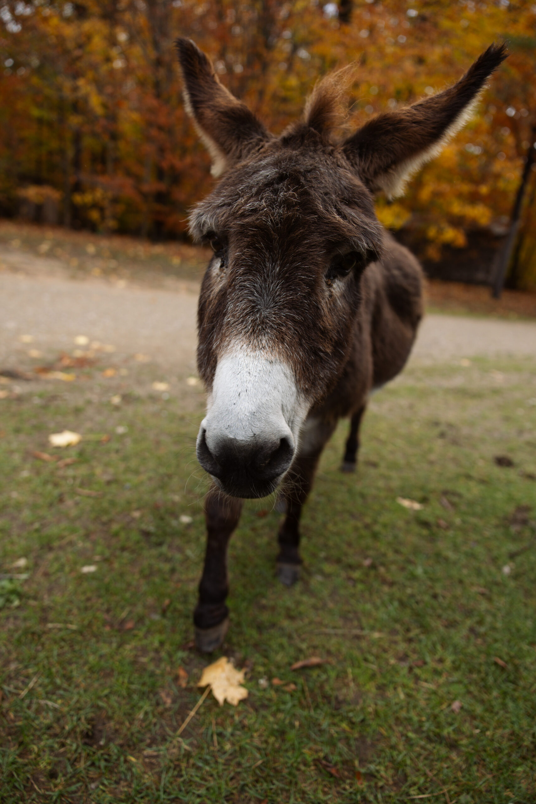 fine art image of donkey by lina lavonne photography a traverse city photographer