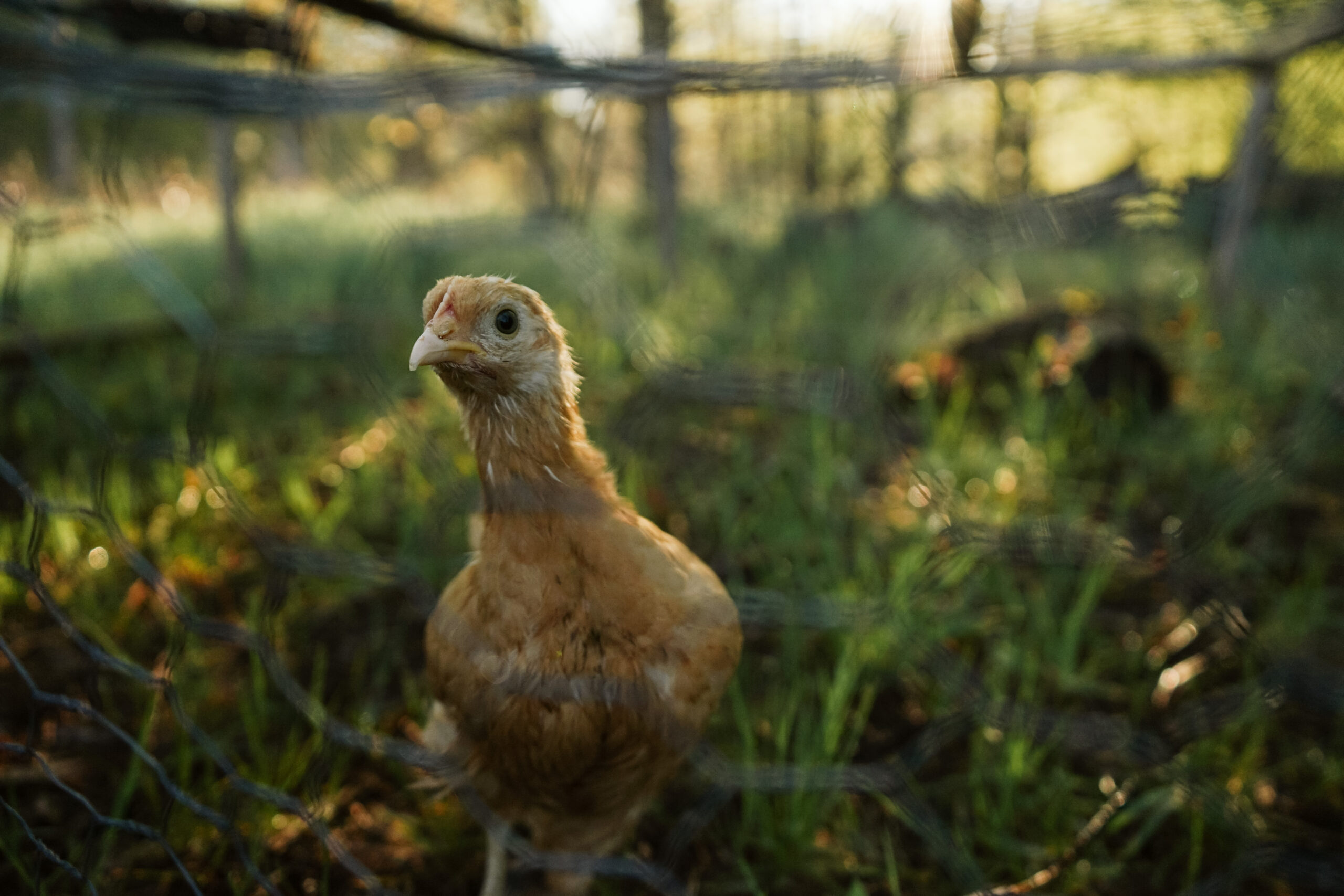 fine art image of chicken by lina lavonne photography a traverse city photographer