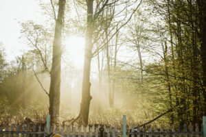 fine art image of trees by lina lavonne photography a traverse city photographer