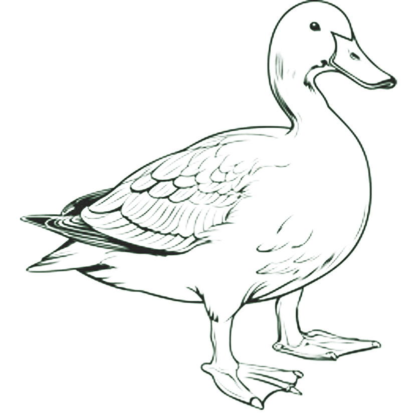 duck icon for lina lavonne photography traverse city wedding photographer