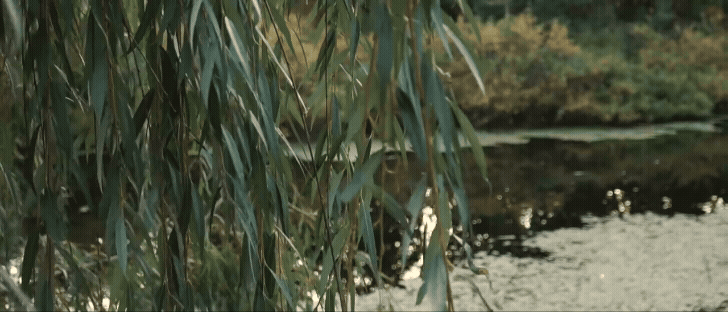 a light breeze blowing through willow branches next to a pond at aurora cellars. Gif by traverse city wedding videographer
