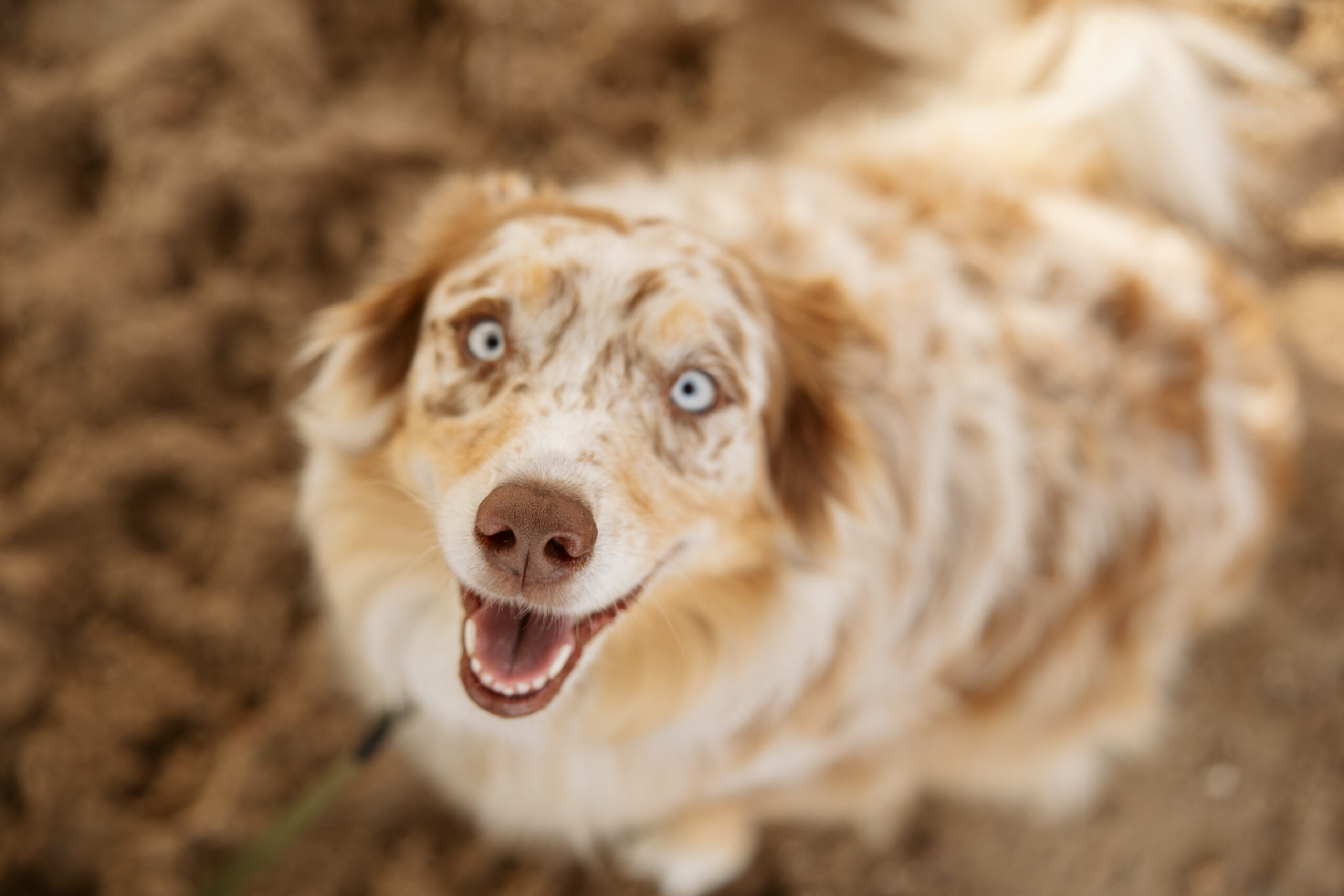 straight down angle of Australian Sheppard dog on empire beach during family photos. Photo by Lina Lavonne photography a traverse city photographer