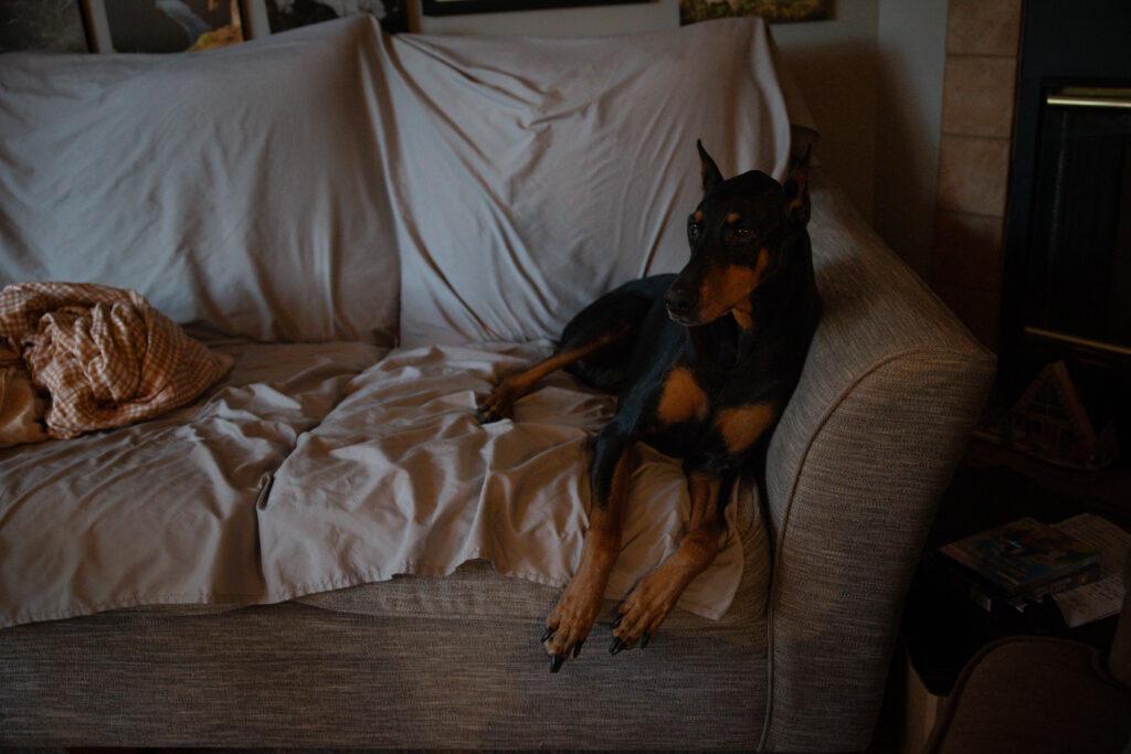 doberman dog lying in livingroom during newborn photos in traverse city. Photo by Traverse City Photographer Lina Lavonne Photography