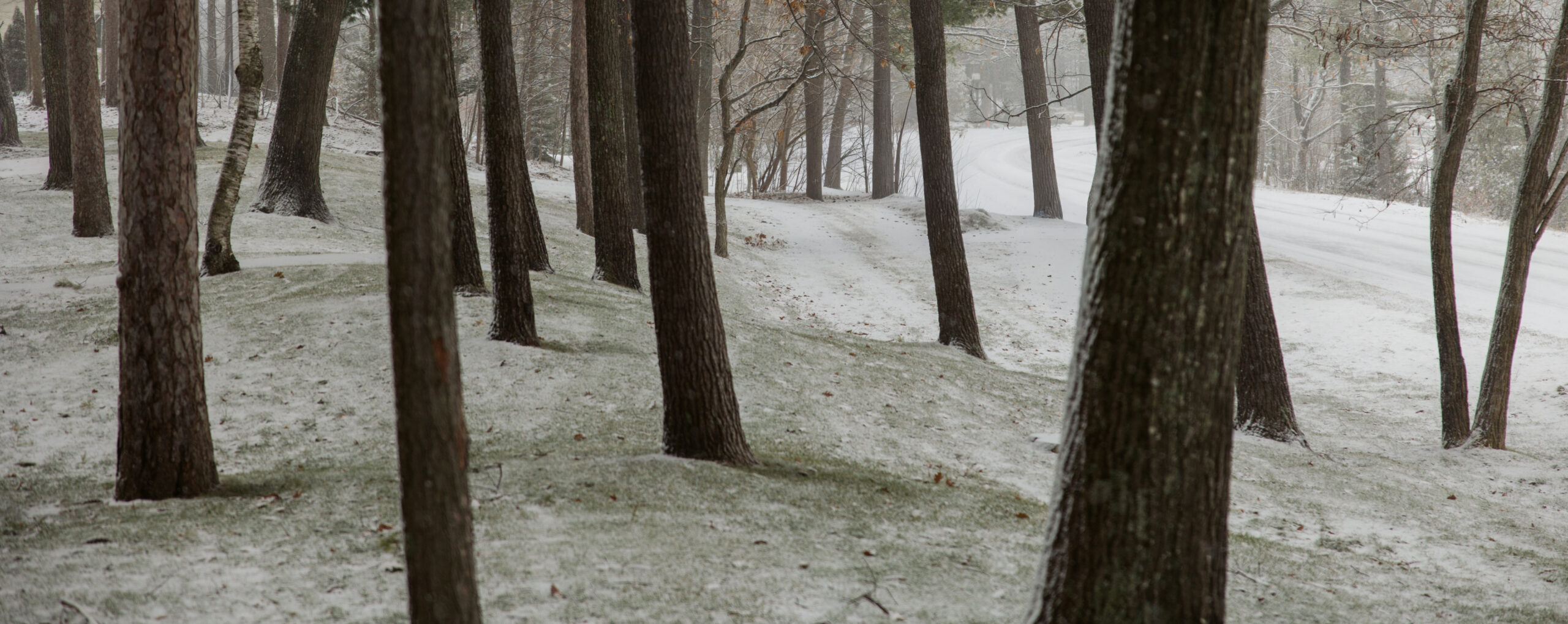 snow fallen between northern michigan trees photo by traverse city wedding photographer
