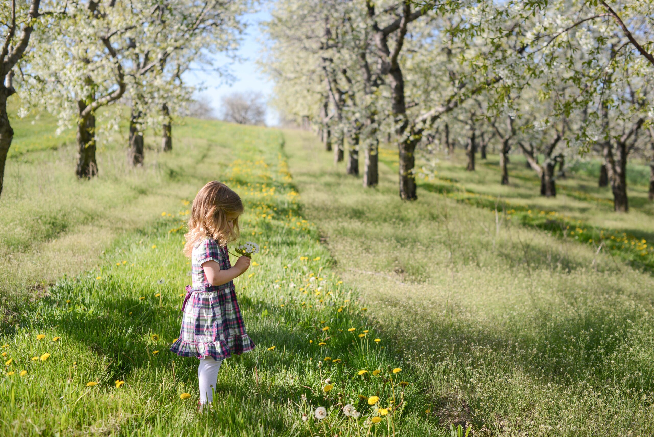 little girl standing in field during spring family photos on old mission peninsula michigan