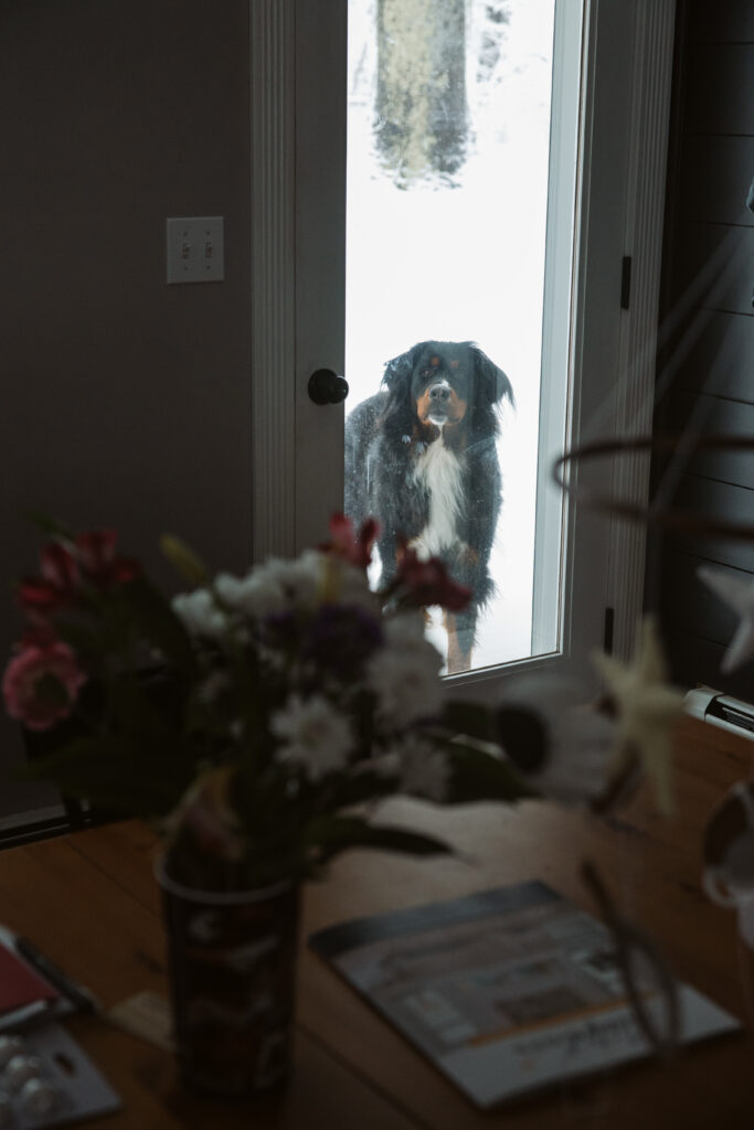 dog standing at window durning home family photos in traverse city michigan