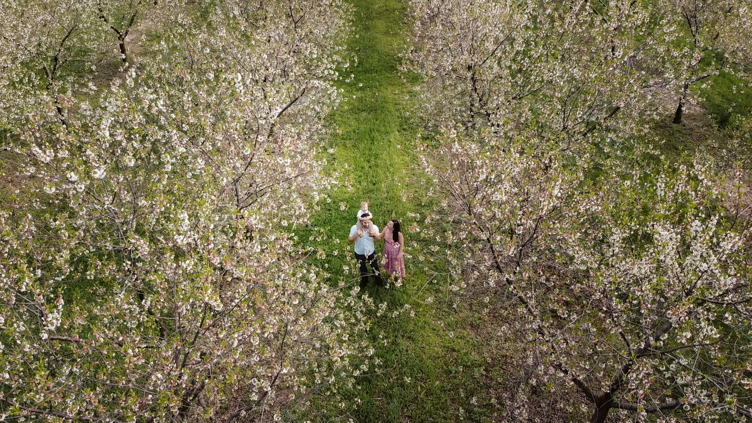 drone family photo during empire blossom photos