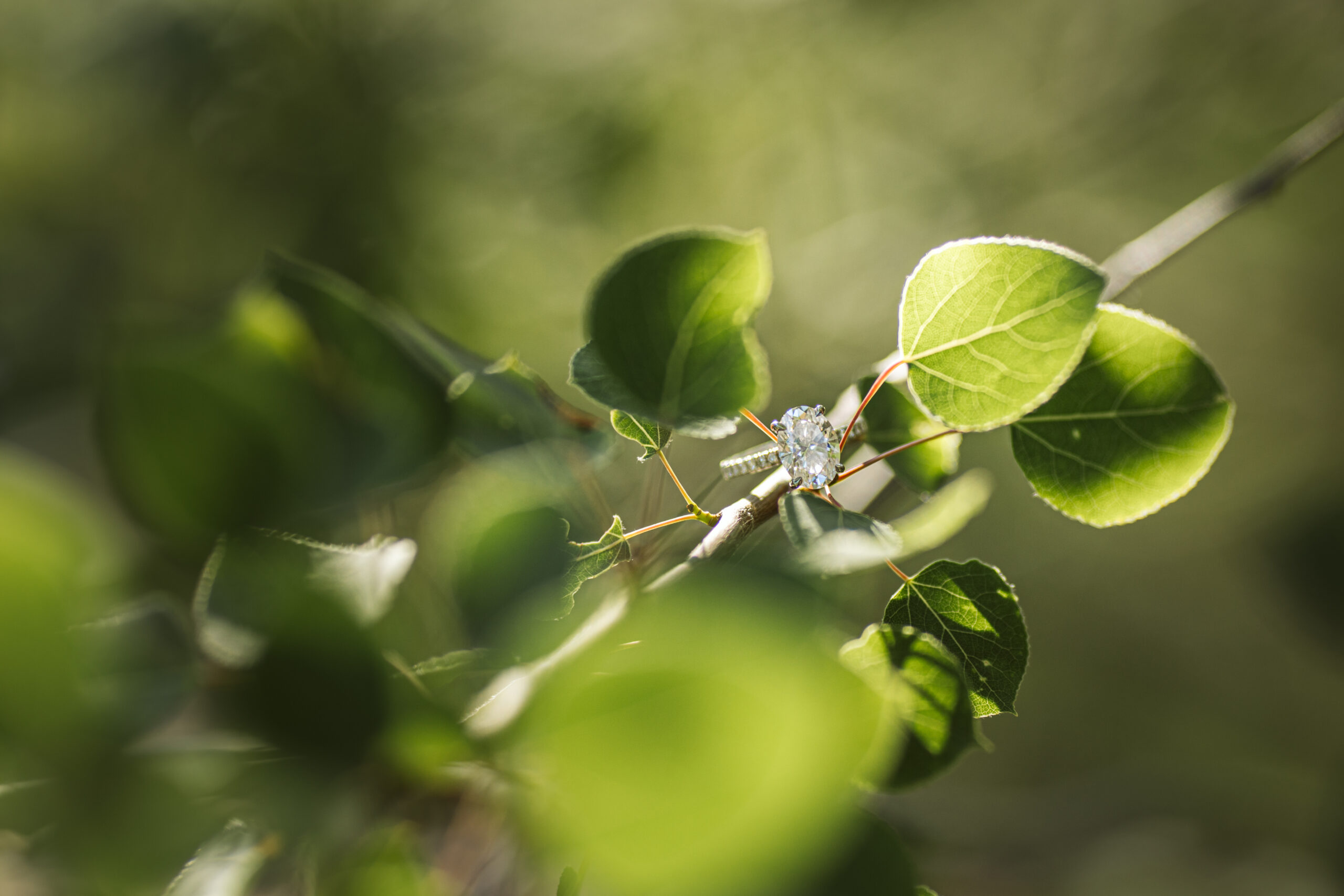 engagement ring in sunlit tree on glen haven beach in glen arbor michigan